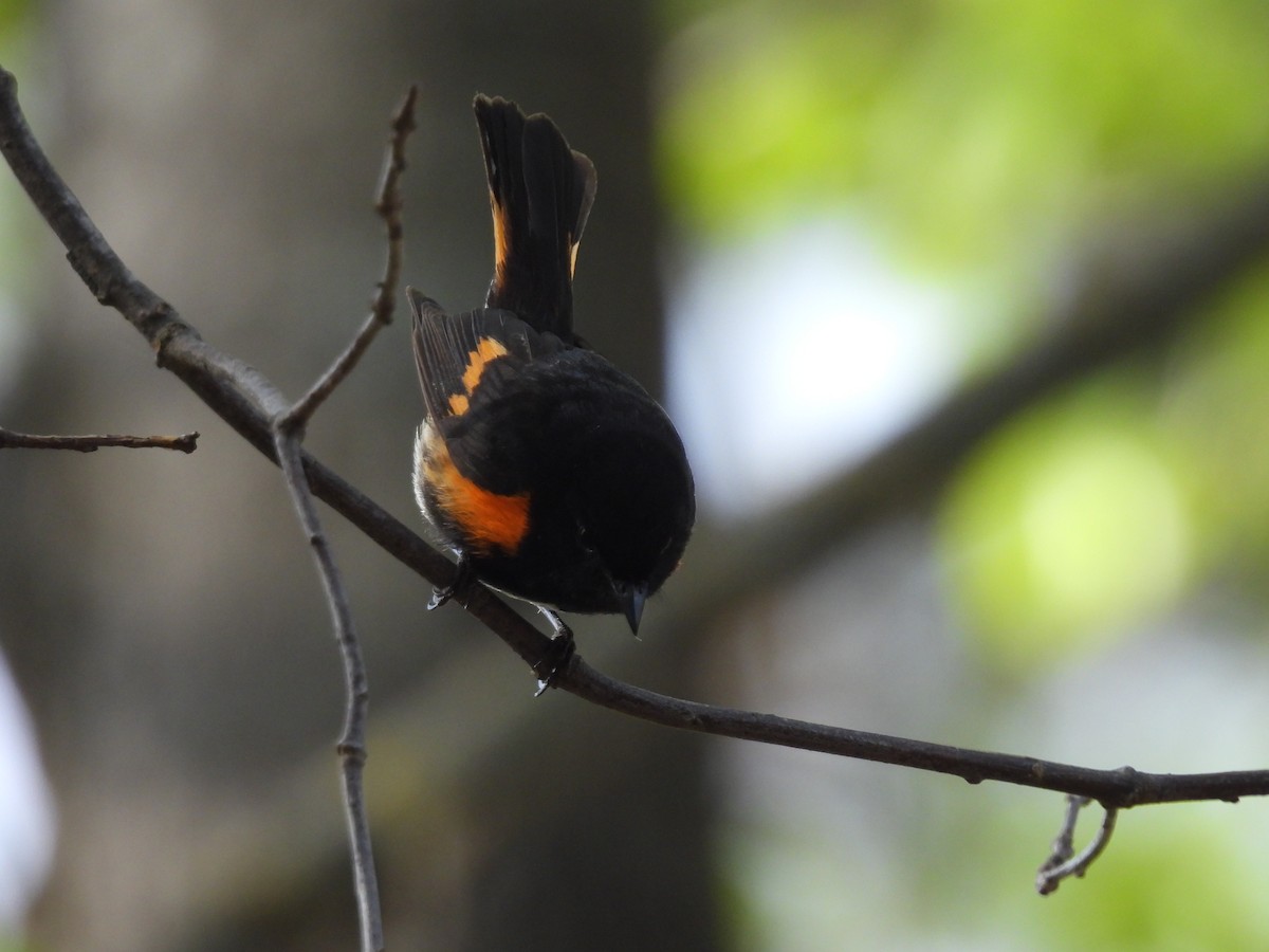 American Redstart - ML572181251
