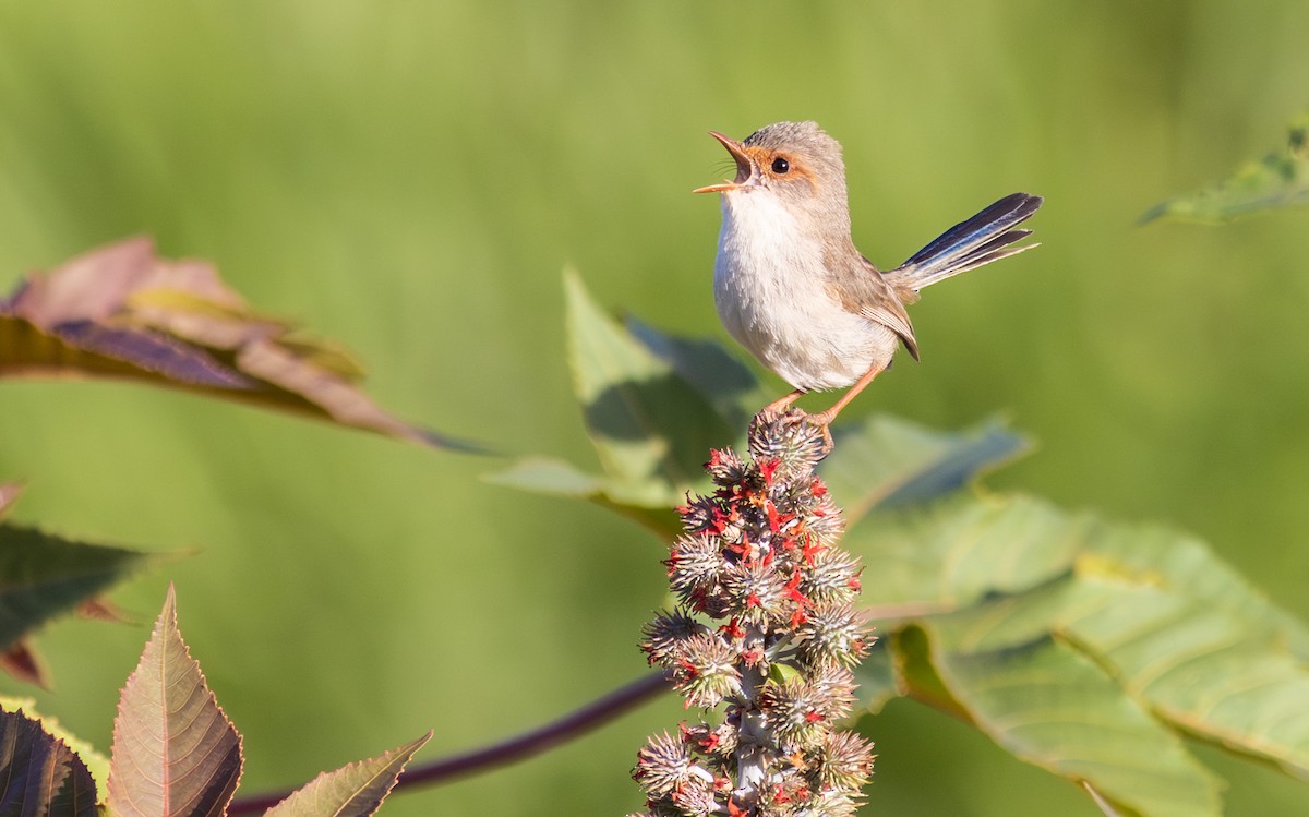 Superb Fairywren - Pedro Nicolau