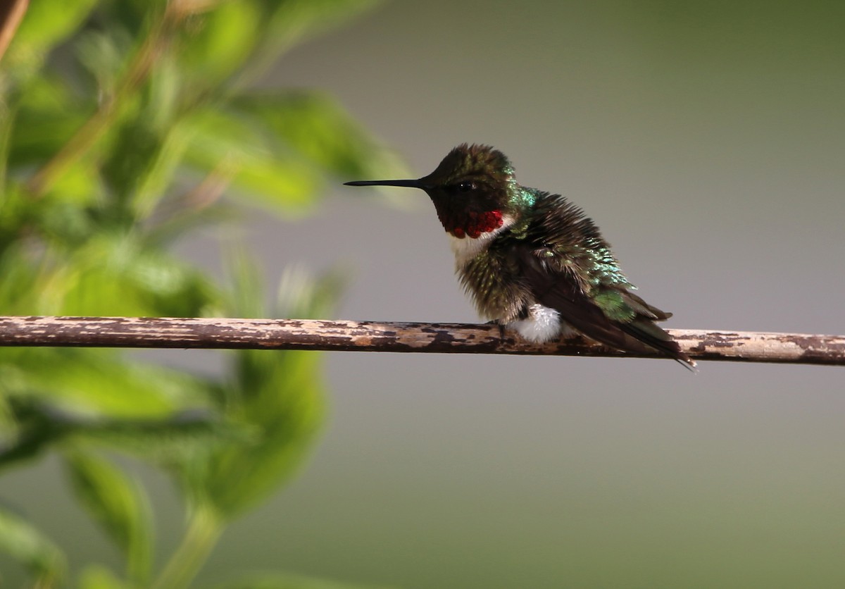 Colibri à gorge rubis - ML572181311