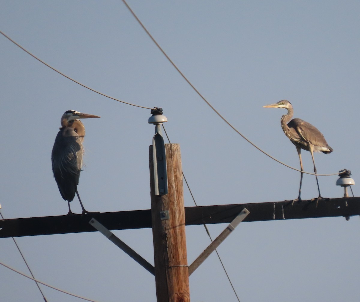 Great Blue Heron - Bill Wright_cc