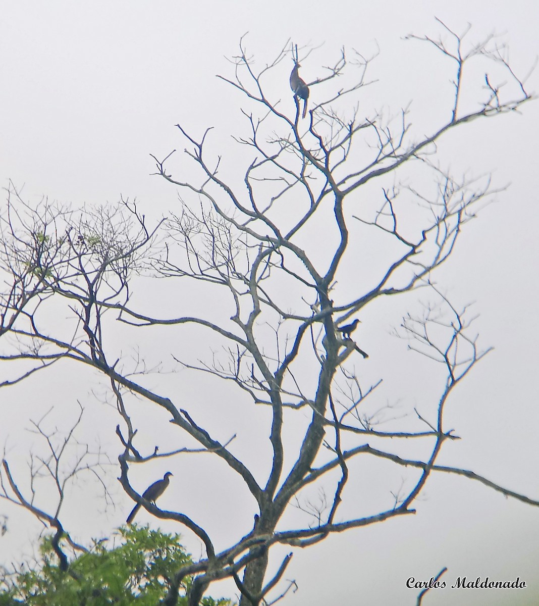 Rufous-vented Chachalaca - ML572181391