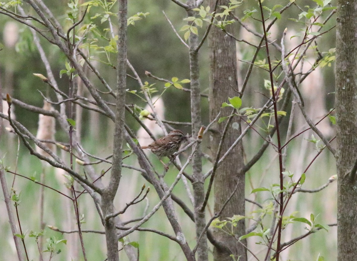 Song Sparrow - Joe Gyekis