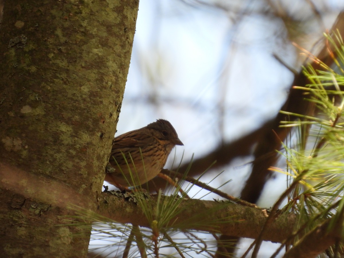 Lincoln's Sparrow - ML572181701