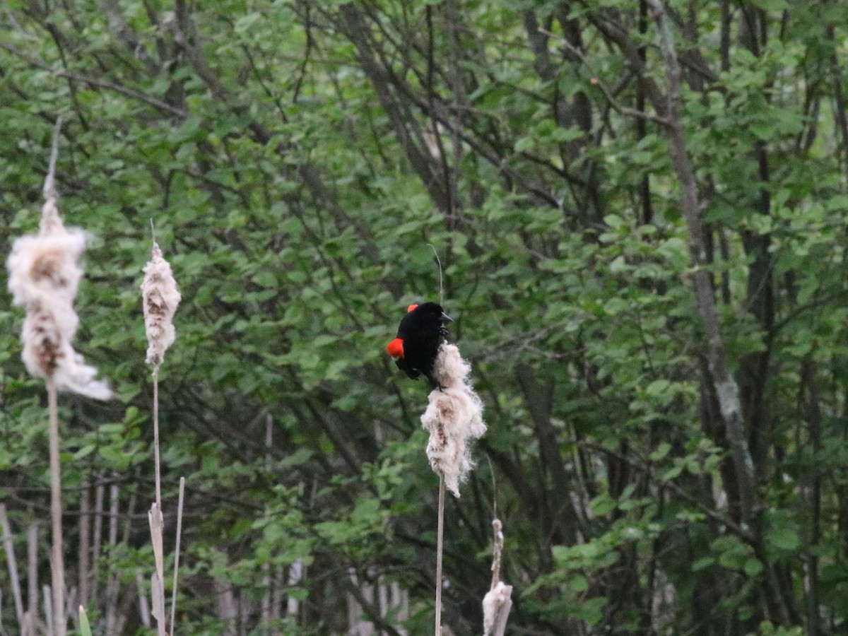 Red-winged Blackbird - Joe Gyekis