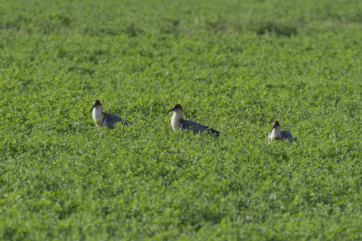 Andean Ibis - ML572182411