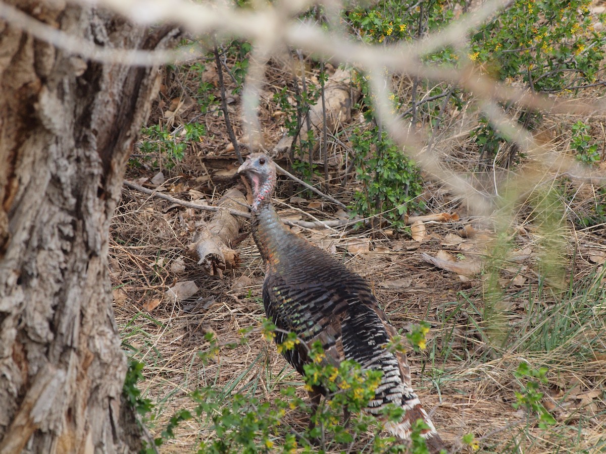 Wild Turkey - Shawn McCandless