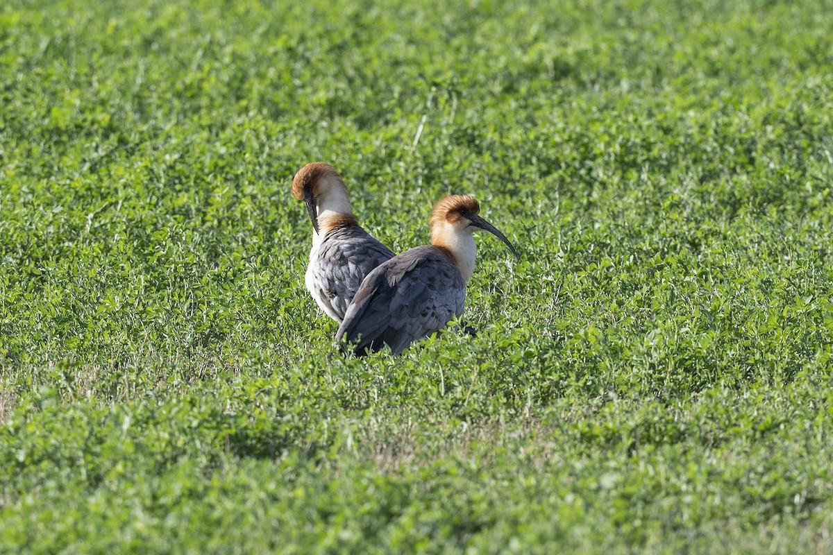 ibis šedokřídlý - ML572182531