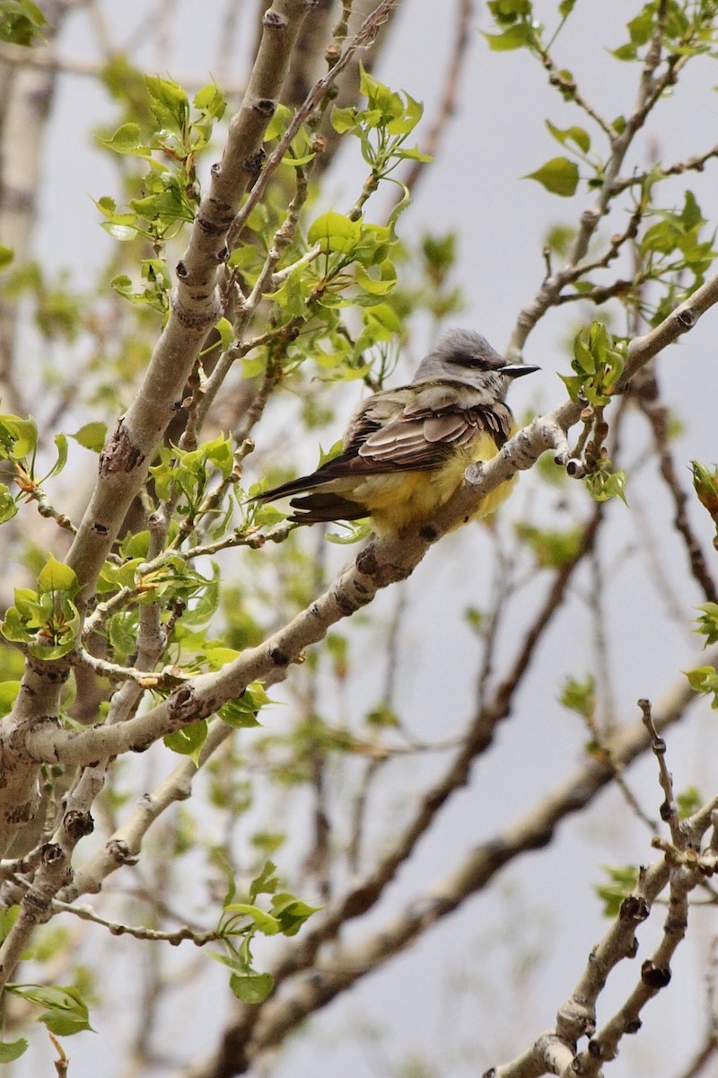 Western Kingbird - Shawn McCandless