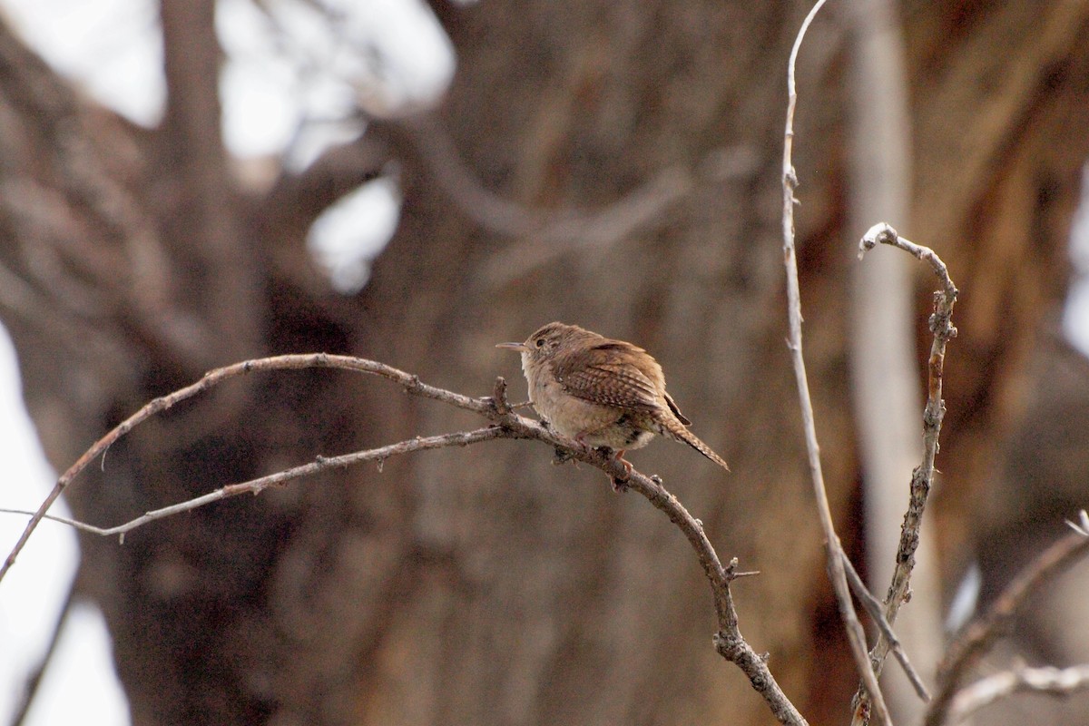 House Wren - ML572182901