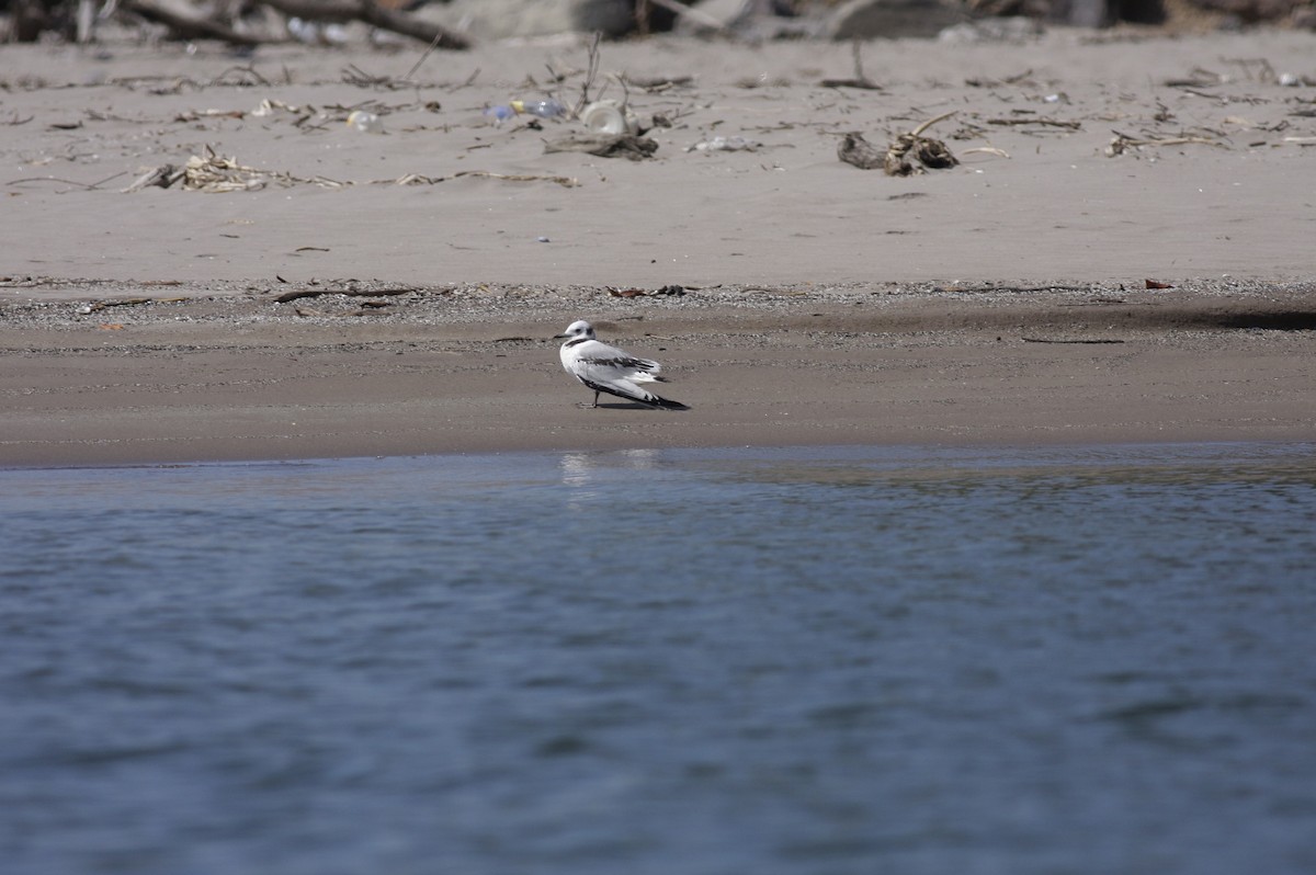 Gaviota Tridáctila - ML57218291