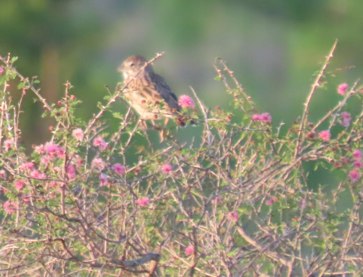 Grasshopper Sparrow - Bill Wright_cc