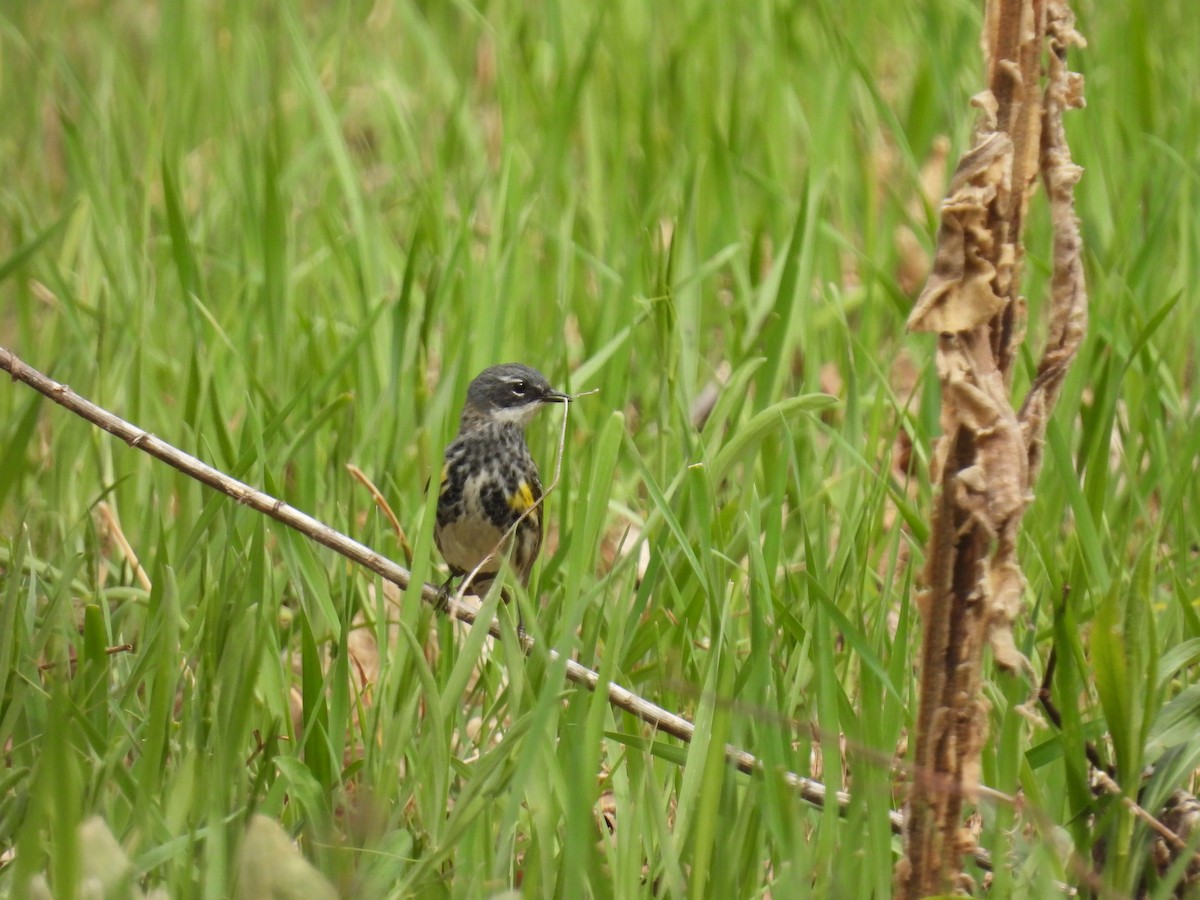Yellow-rumped Warbler (Myrtle) - ML572183901