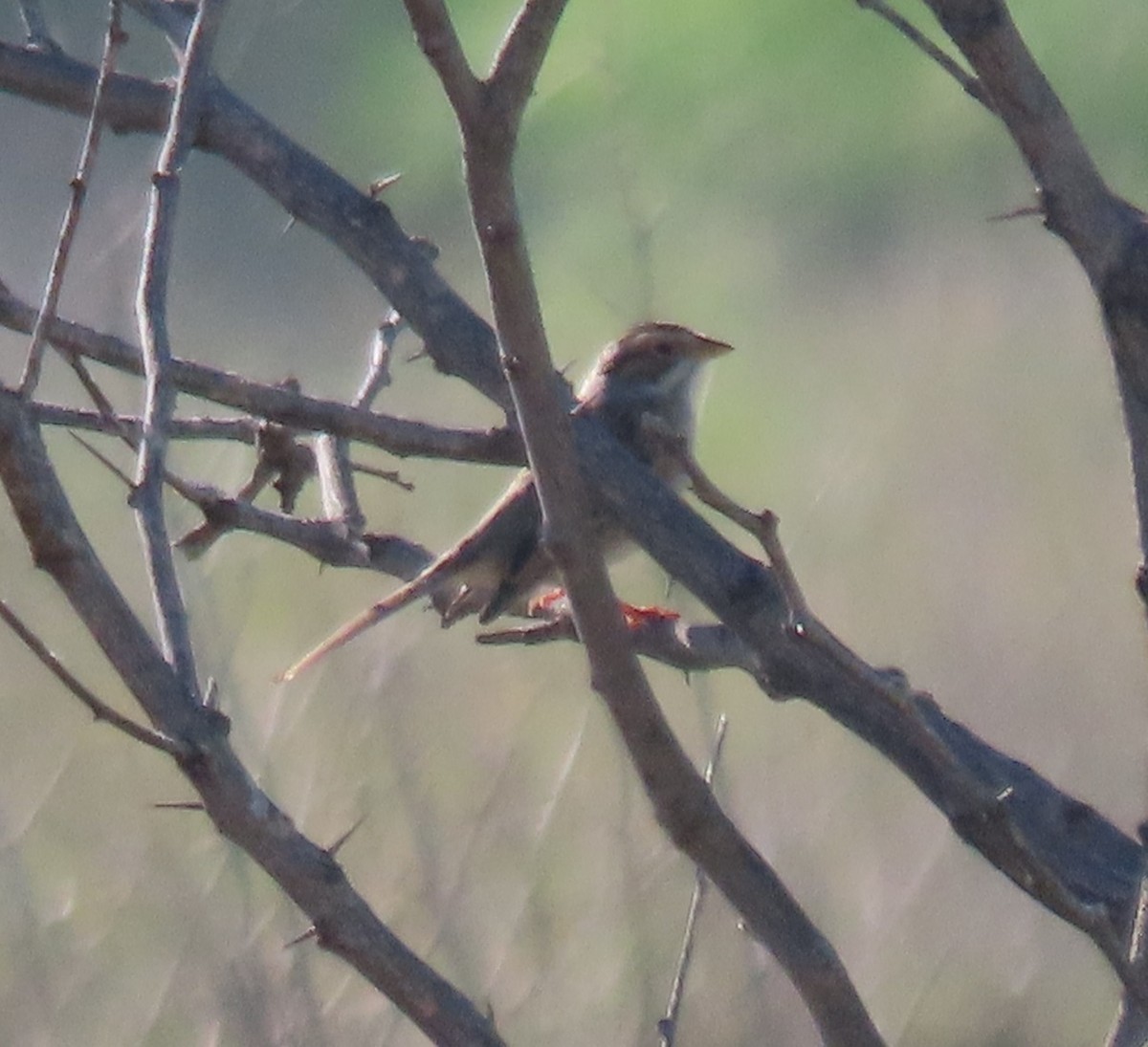 Clay-colored Sparrow - Bill Wright_cc