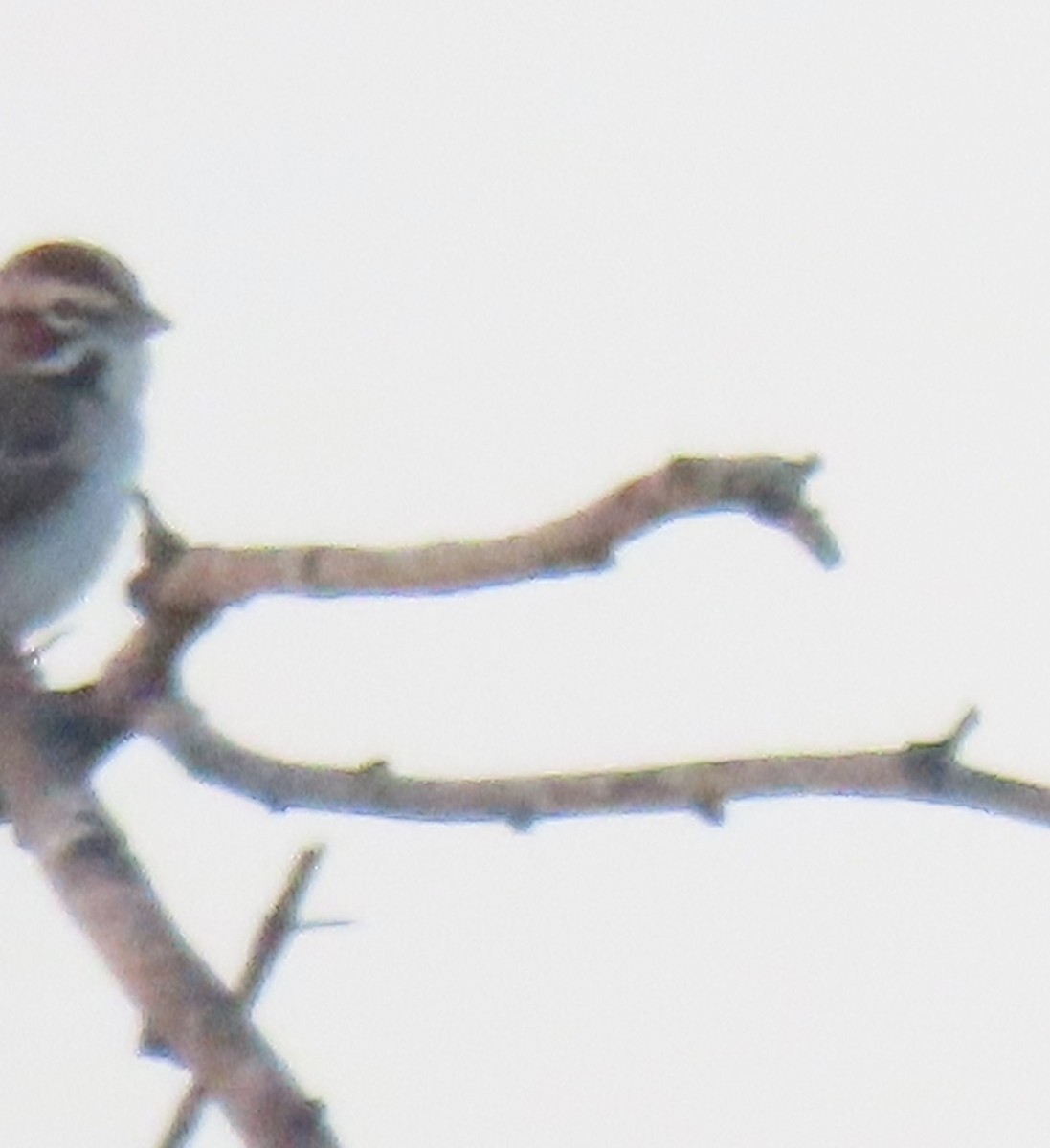 Lark Sparrow - Bill Wright_cc