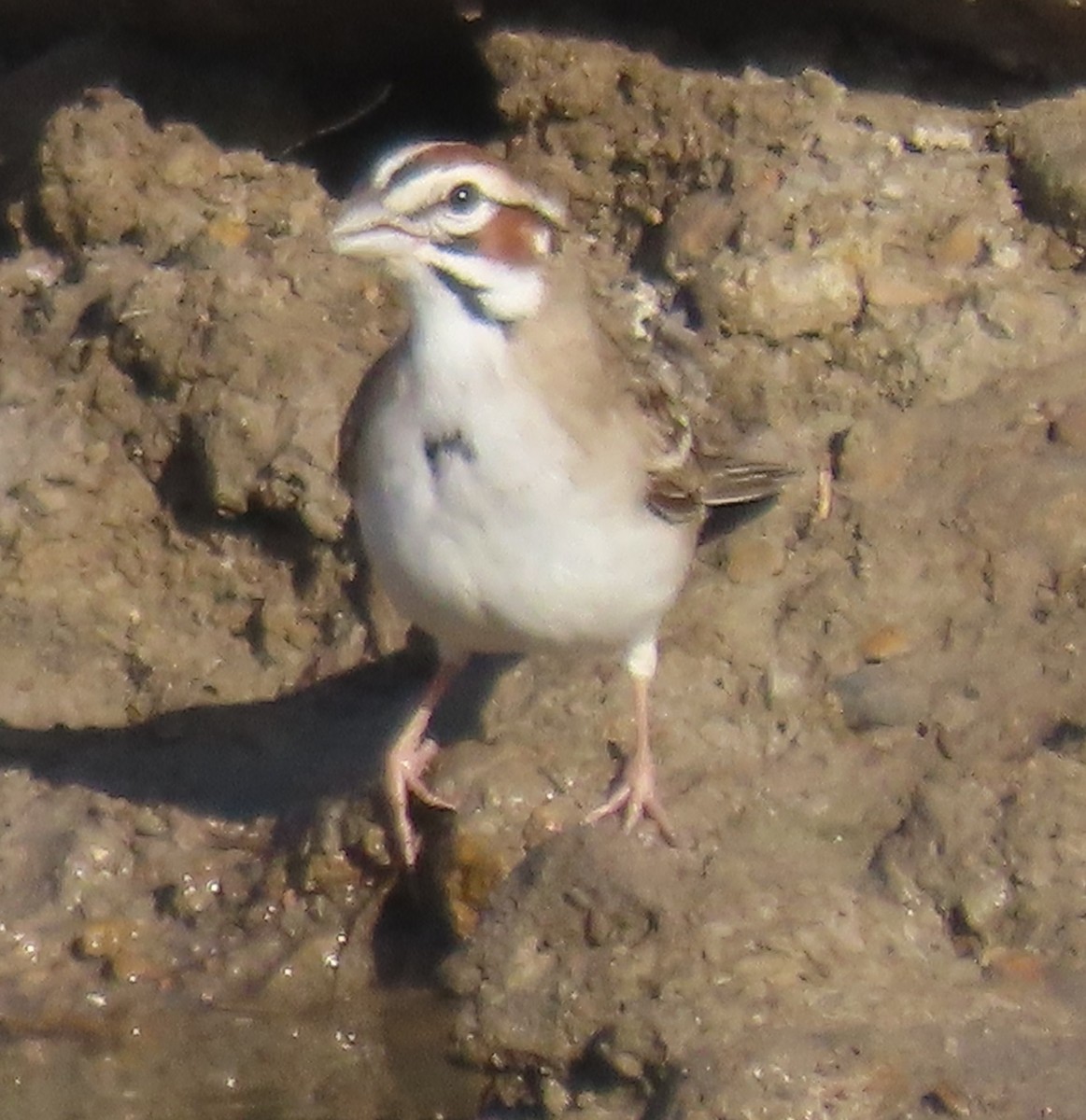 Lark Sparrow - Bill Wright_cc