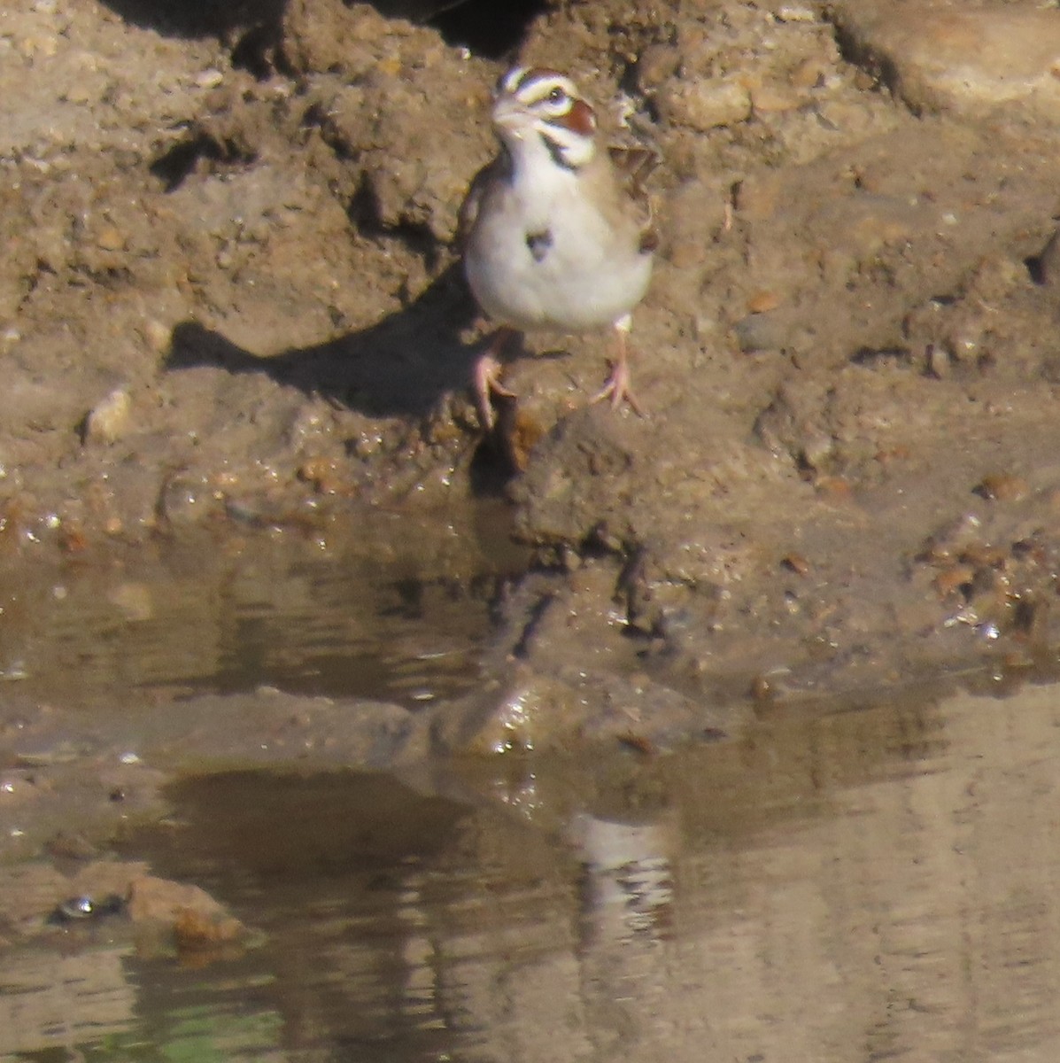 Lark Sparrow - Bill Wright_cc