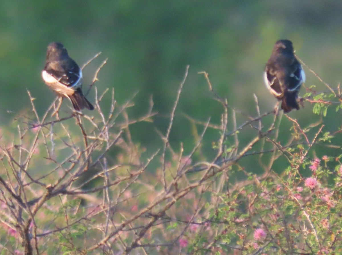 Lark Bunting - ML572184771