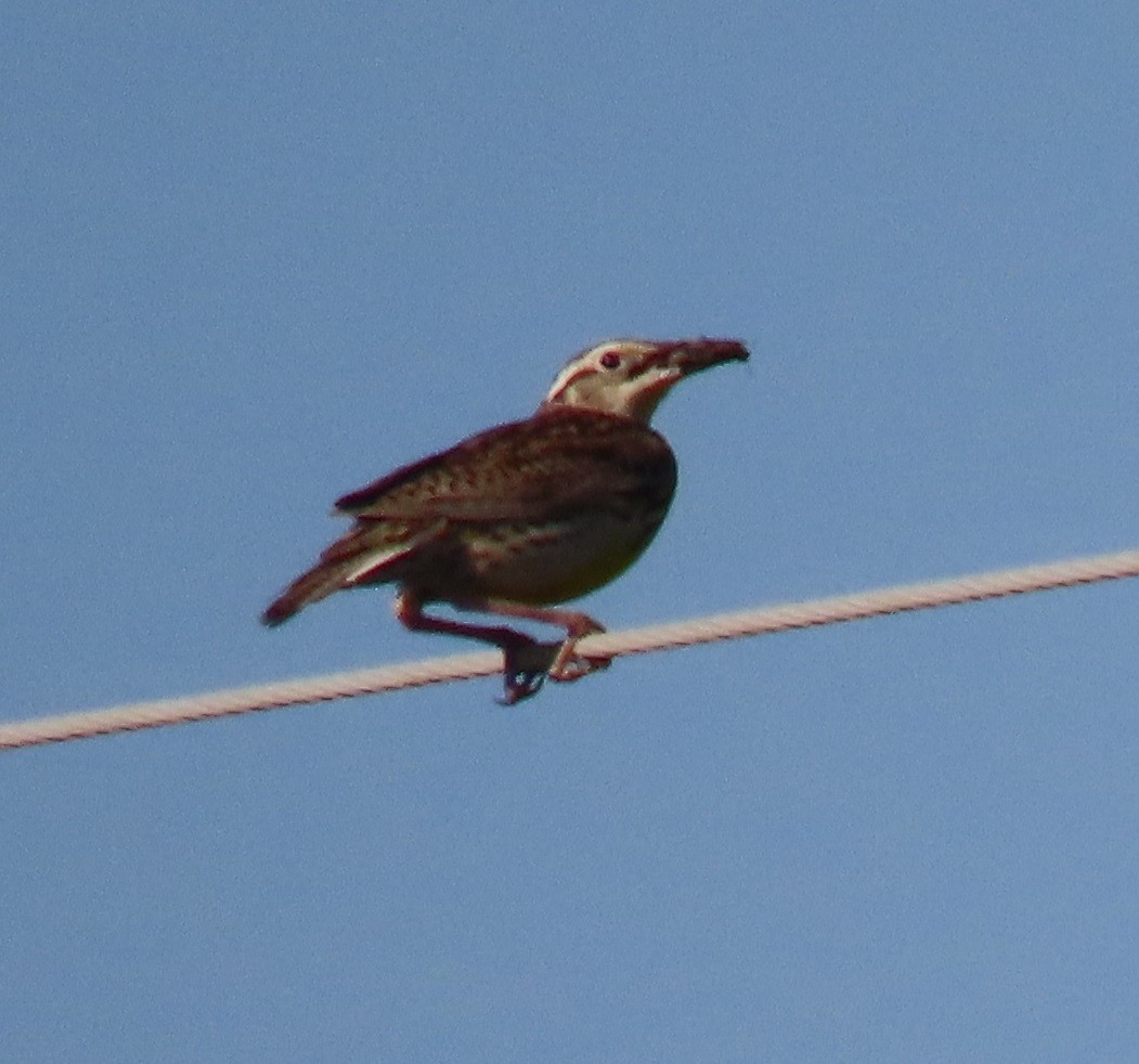 Western Meadowlark - ML572185121