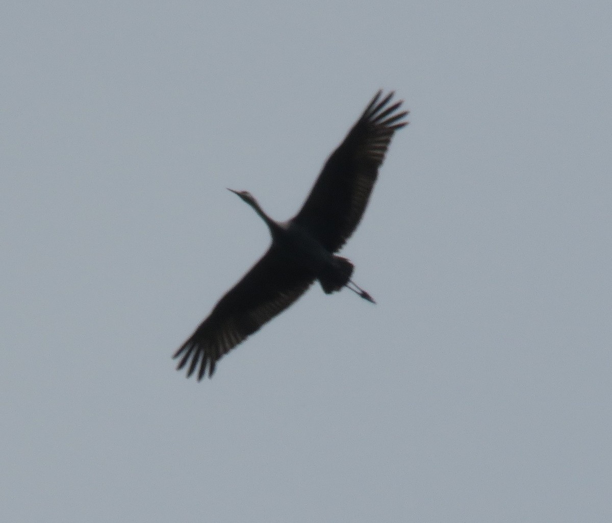 Sandhill Crane - ML572185131