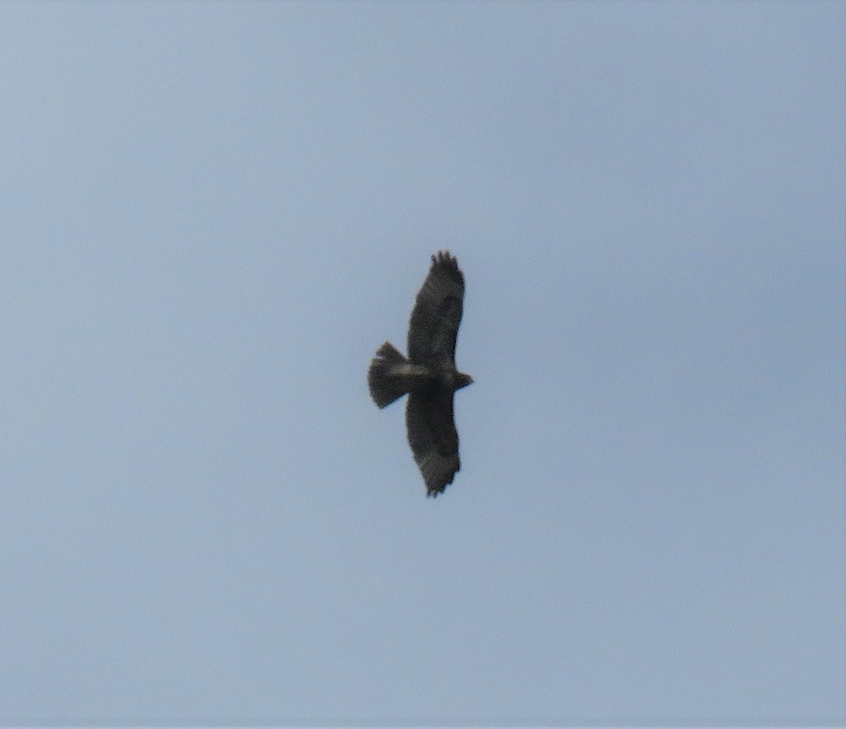 Red-tailed Hawk - ML572185831