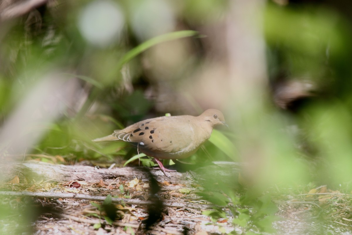 Zenaida Dove - ML572186201