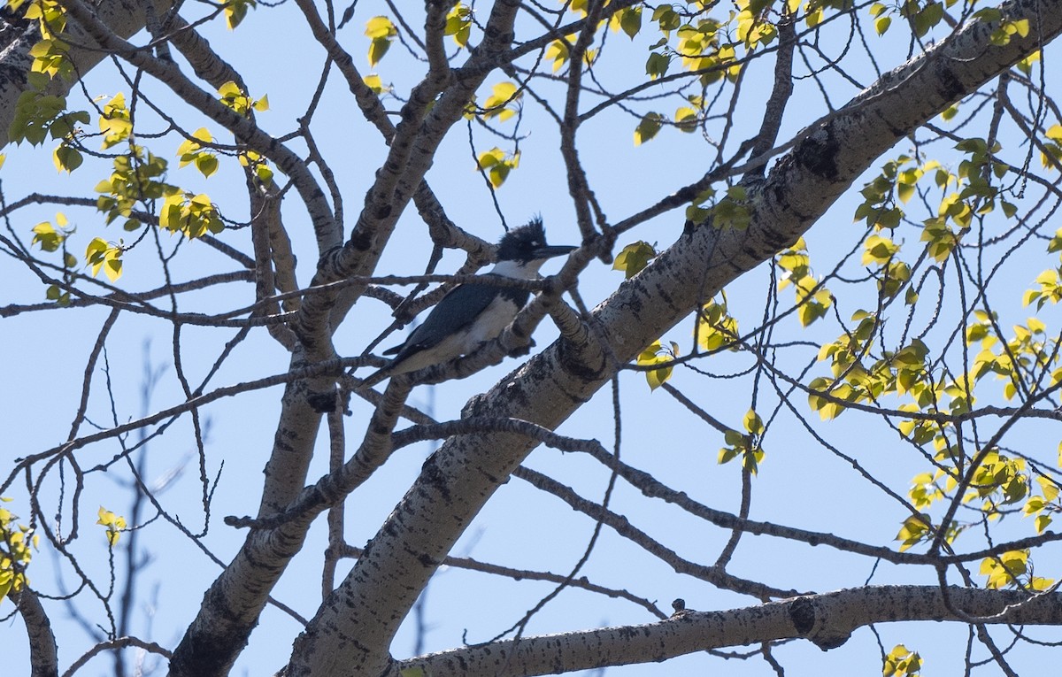 Belted Kingfisher - ML572186311