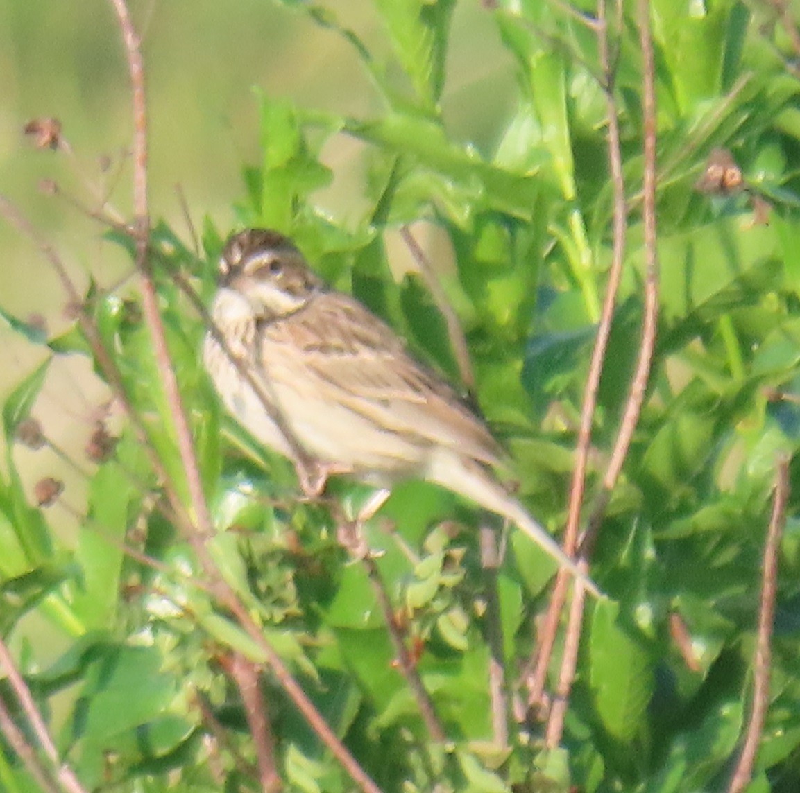 Vesper Sparrow - Bill Wright_cc