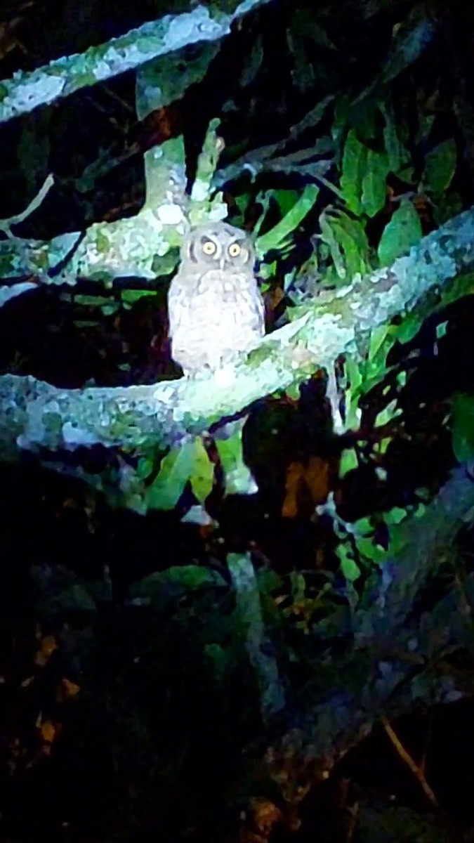 Tropical Screech-Owl - ML572187041