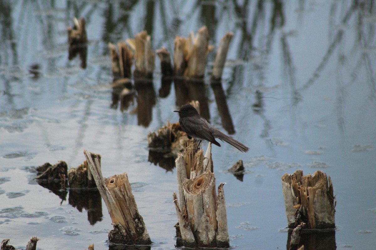 Black Phoebe - ML572187101