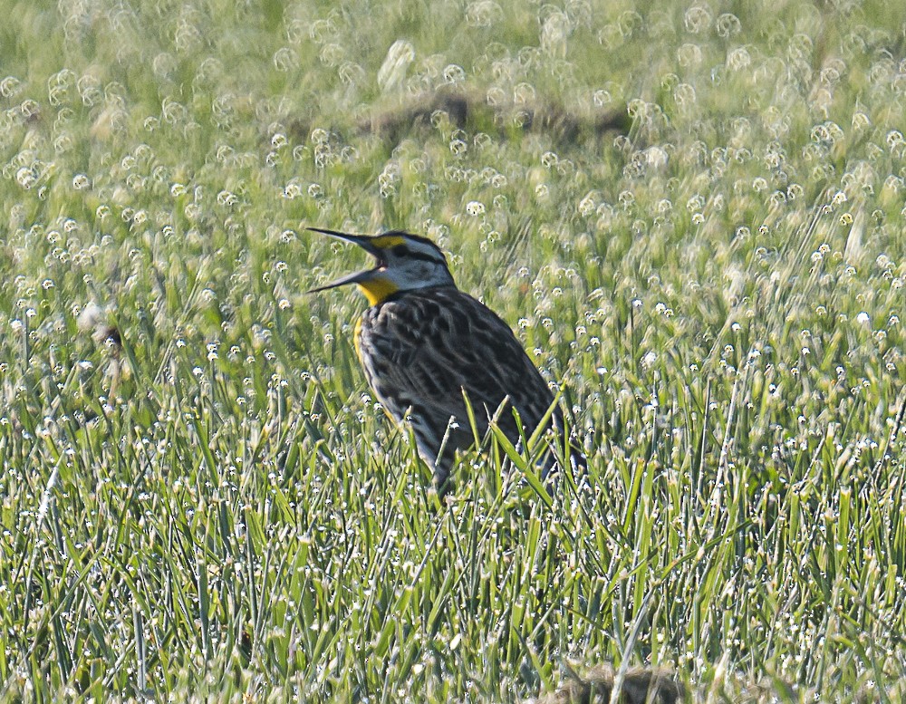 Eastern Meadowlark - Bert Filemyr