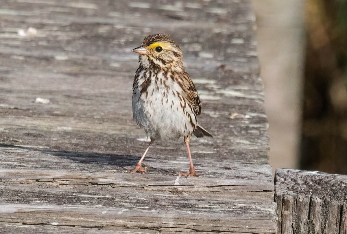 Savannah Sparrow - ML572188171