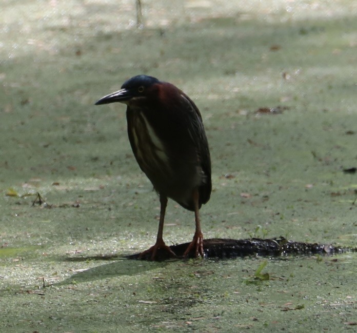 Koartzatxo berdea - ML572188521