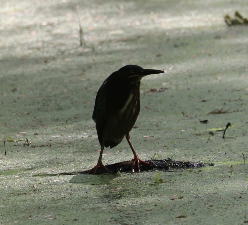 Koartzatxo berdea - ML572188681