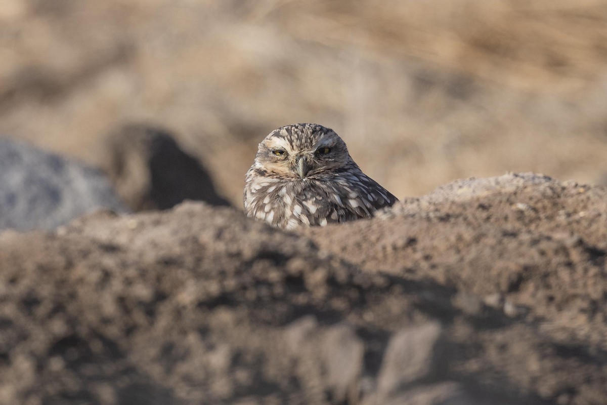 Burrowing Owl - ML572188741
