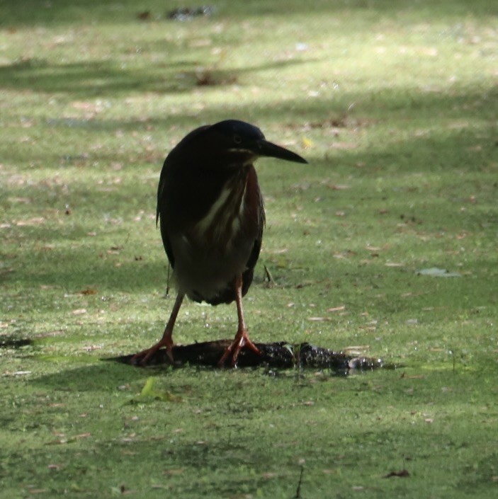 Koartzatxo berdea - ML572188811