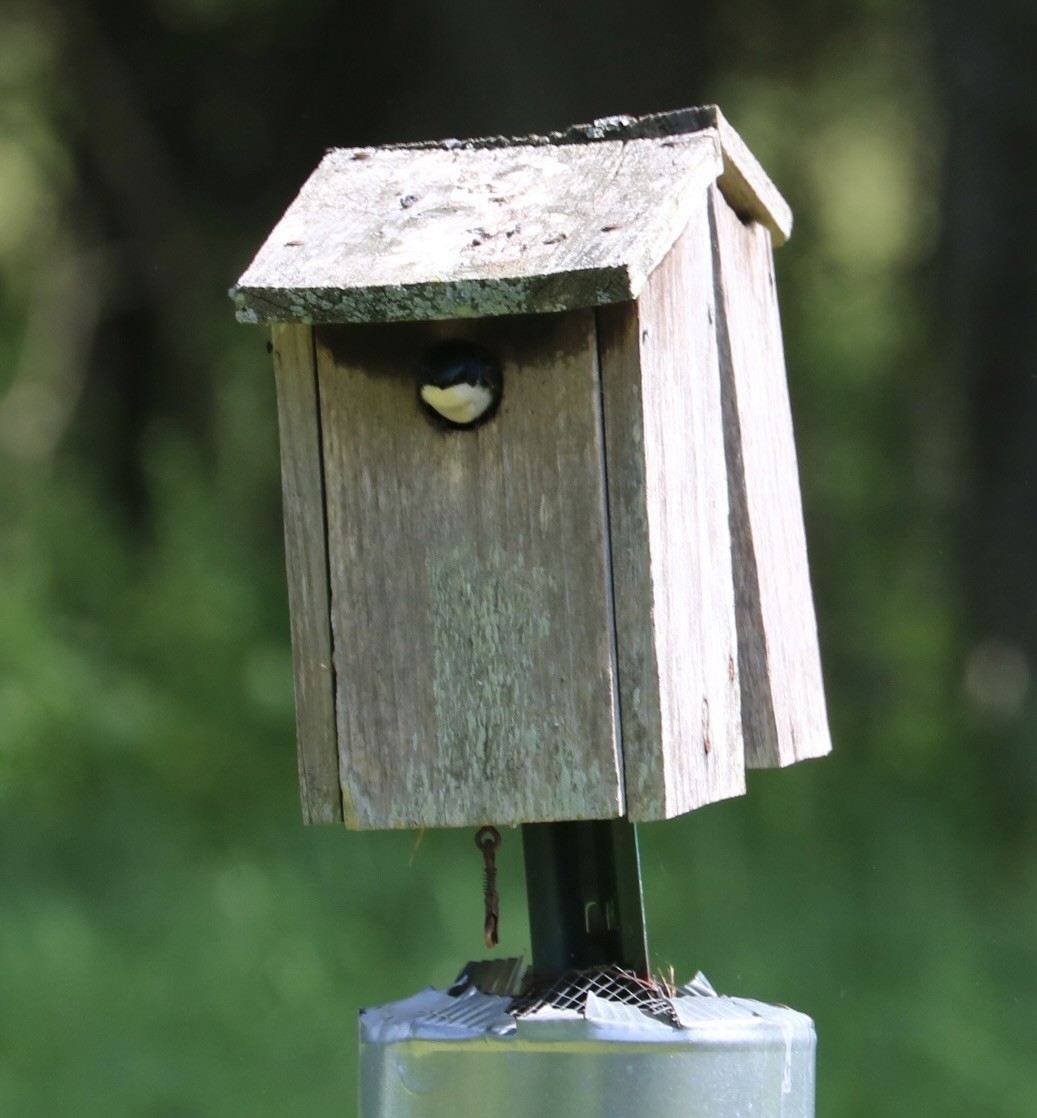 Elai kolorebikoa - ML572188951