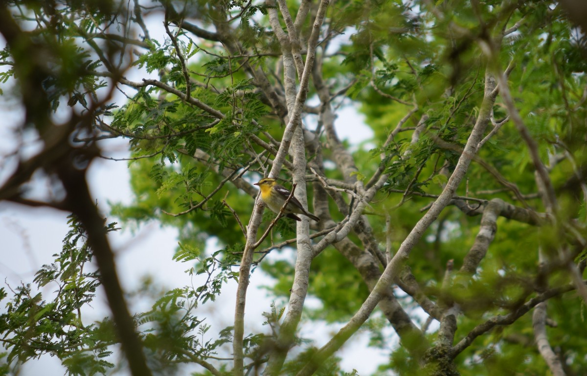 Blackburnian Warbler - ML572189371