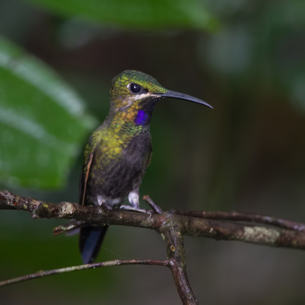 Black-throated Brilliant - ML57218981