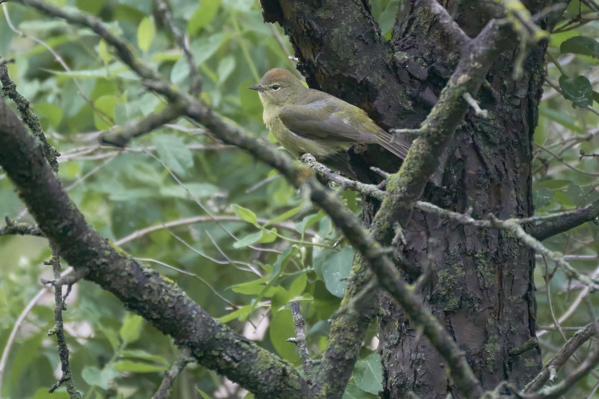 Orange-crowned Warbler - ML572190801