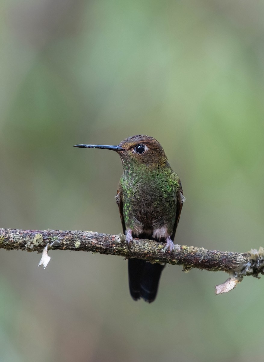 Buff-thighed Puffleg - ML572190971