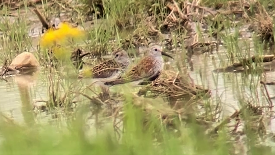 Dunlin - ML572191151