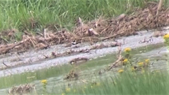 Semipalmated Plover - ML572191941