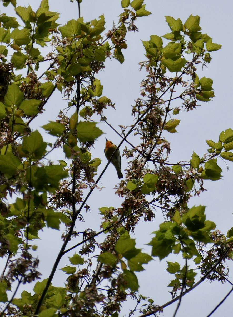 Blackburnian Warbler - ML572192221