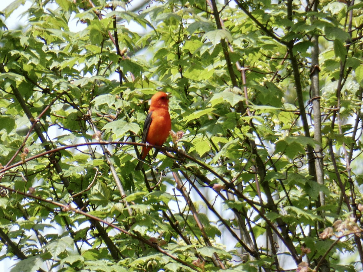 Scarlet Tanager - ML572192321