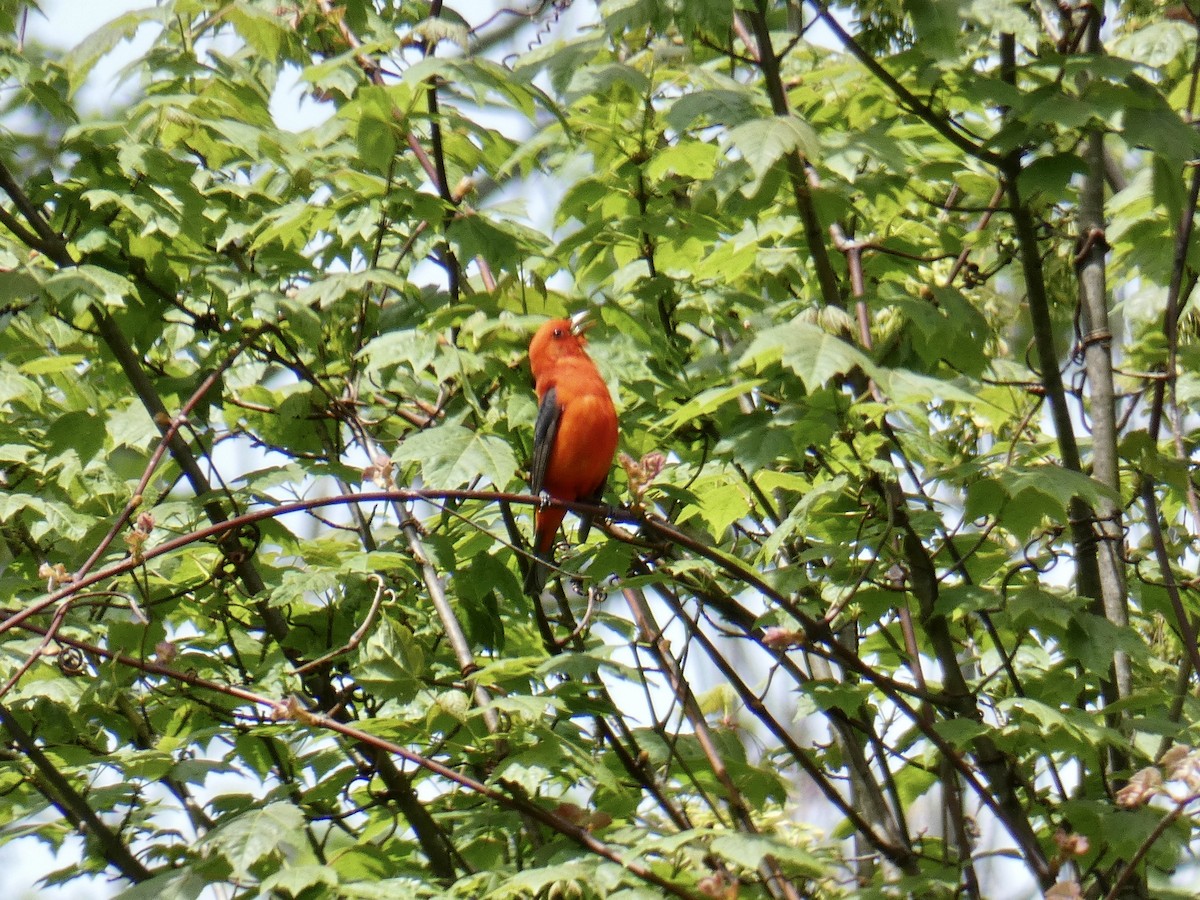 Scarlet Tanager - ML572192331