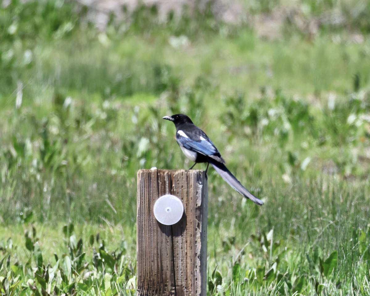 Black-billed Magpie - ML572192351