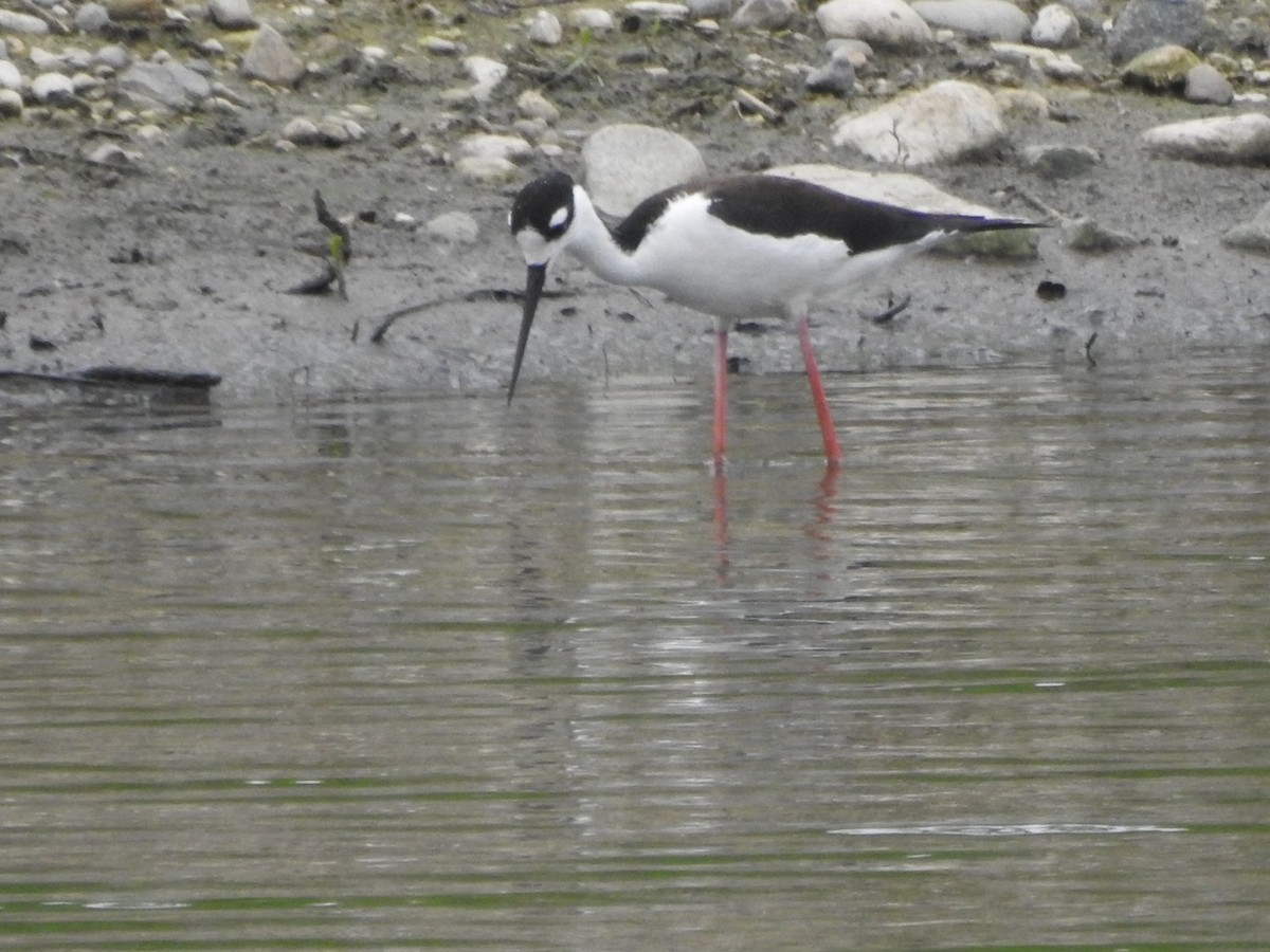 Black-necked Stilt - David Denton