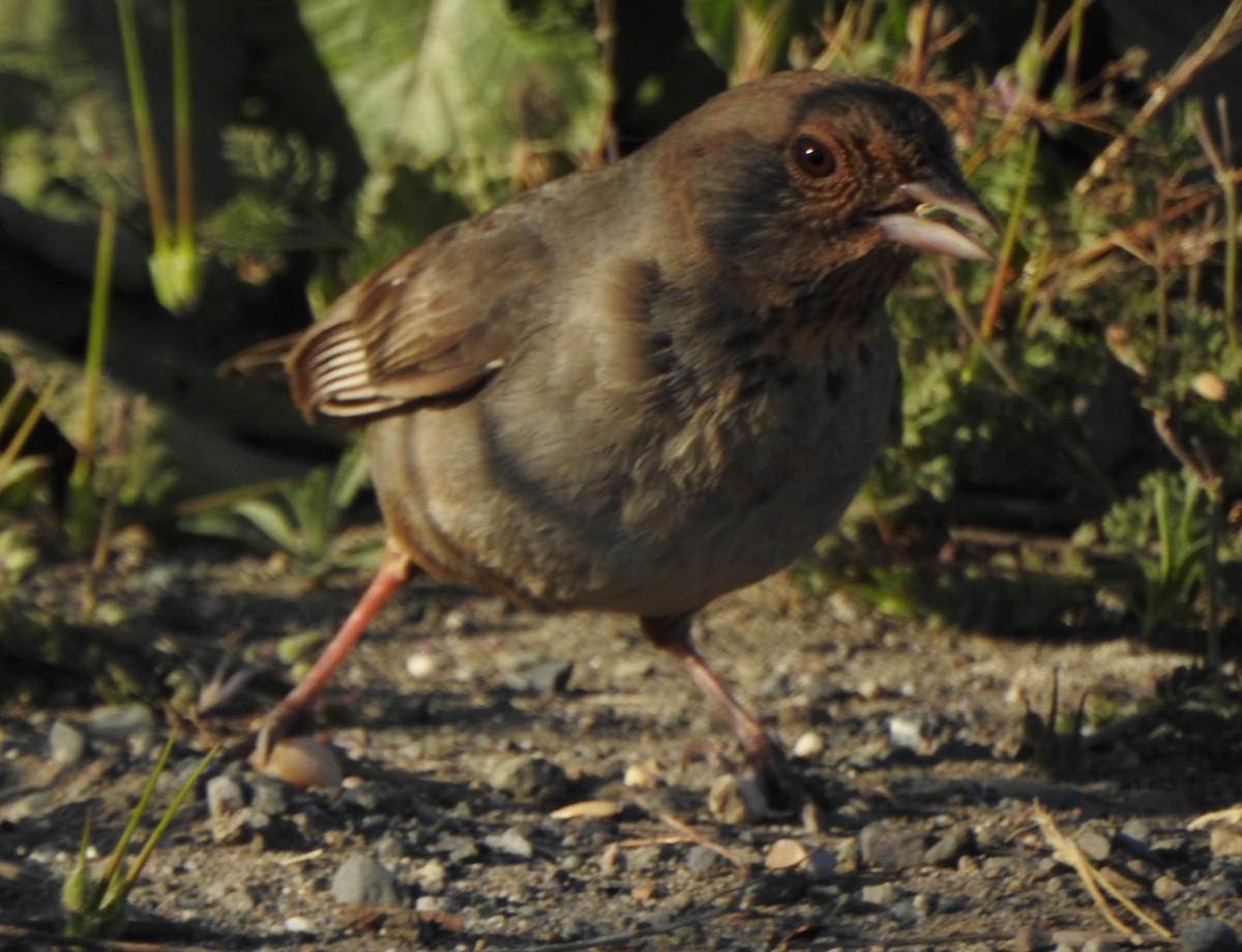 California Towhee - Karen McClure