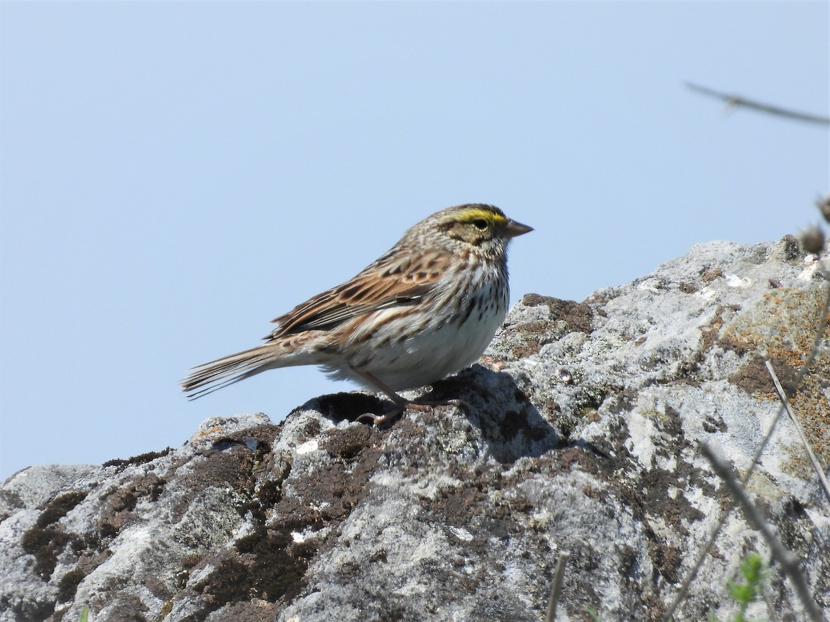 Savannah Sparrow - ML572197561