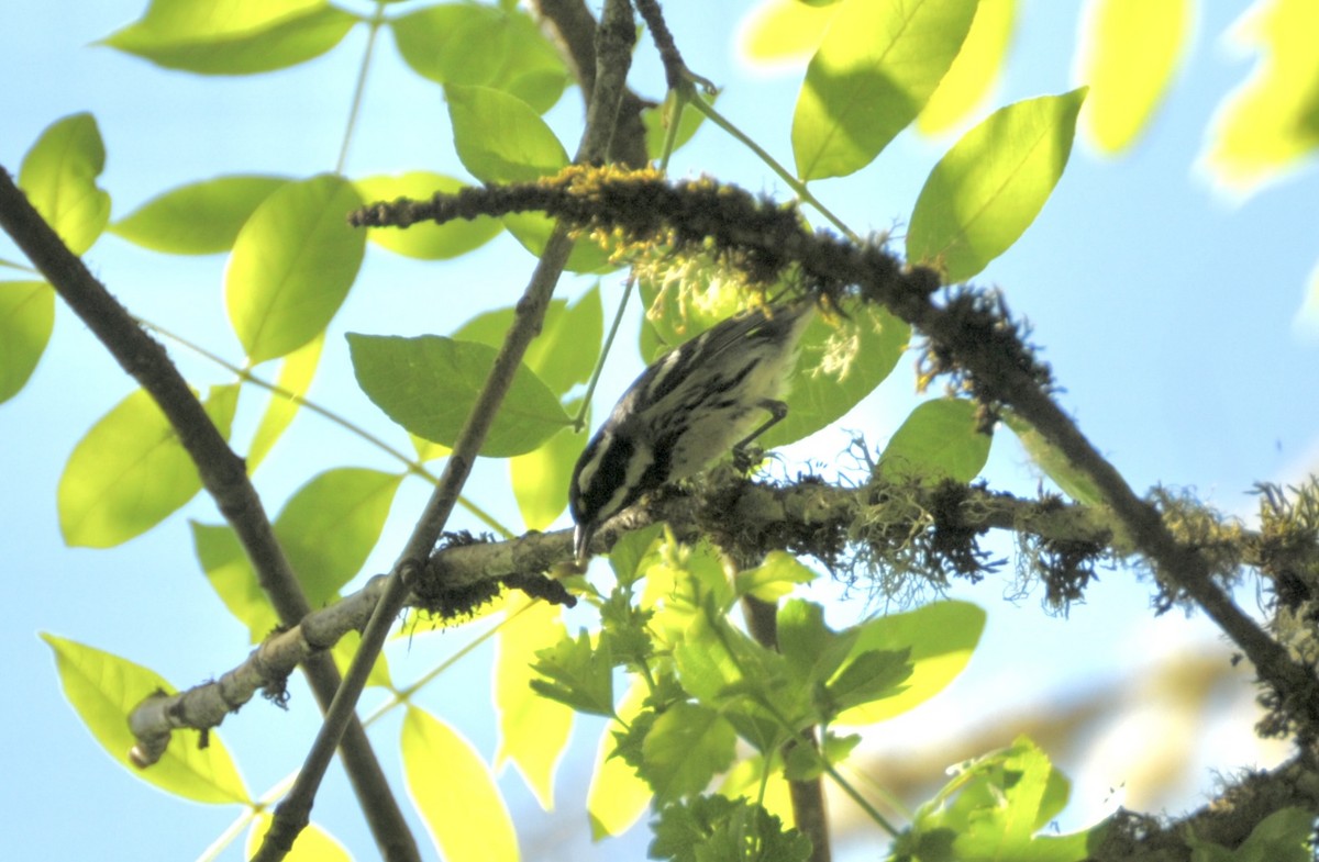 Black-throated Gray Warbler - Mason Benintendi